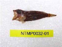 藏品(三斑石斑魚)的圖片